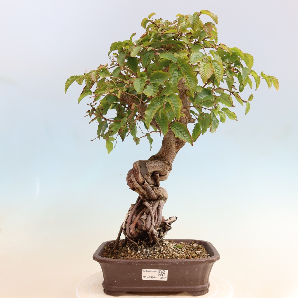 Bonsaï d'extérieur -Carpinus CARPINOIDES - Charme de Corée