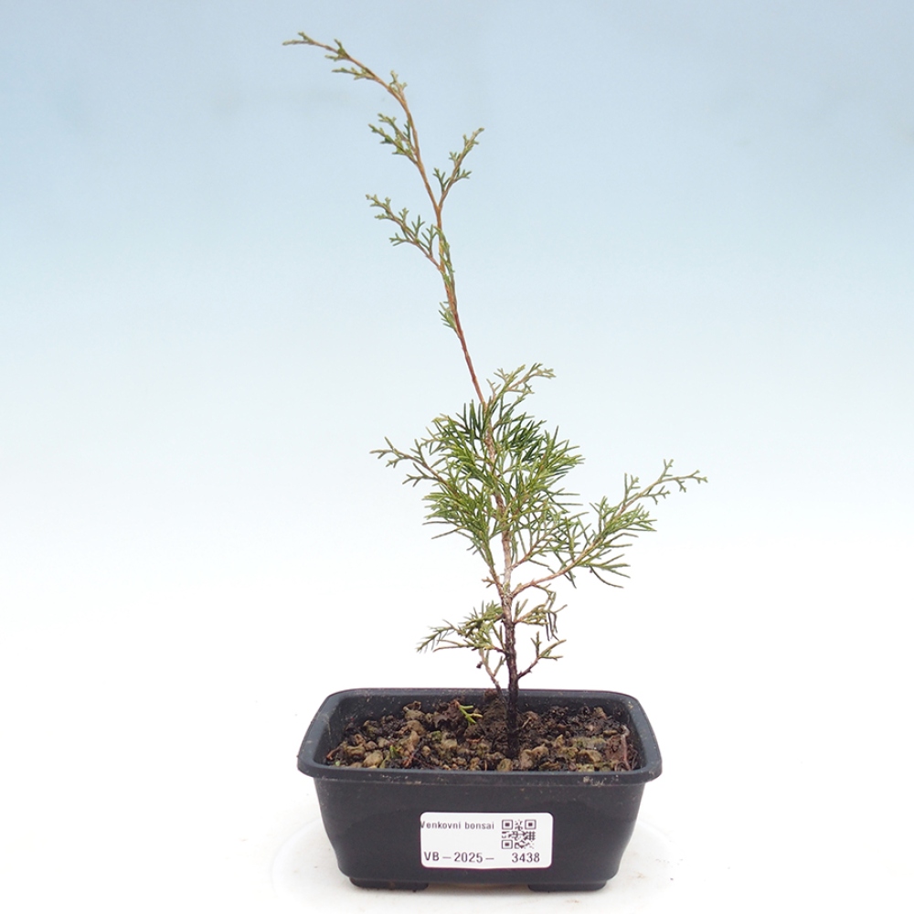 Bonsaï d'extérieur - Juniperus chinensis Itoigawa