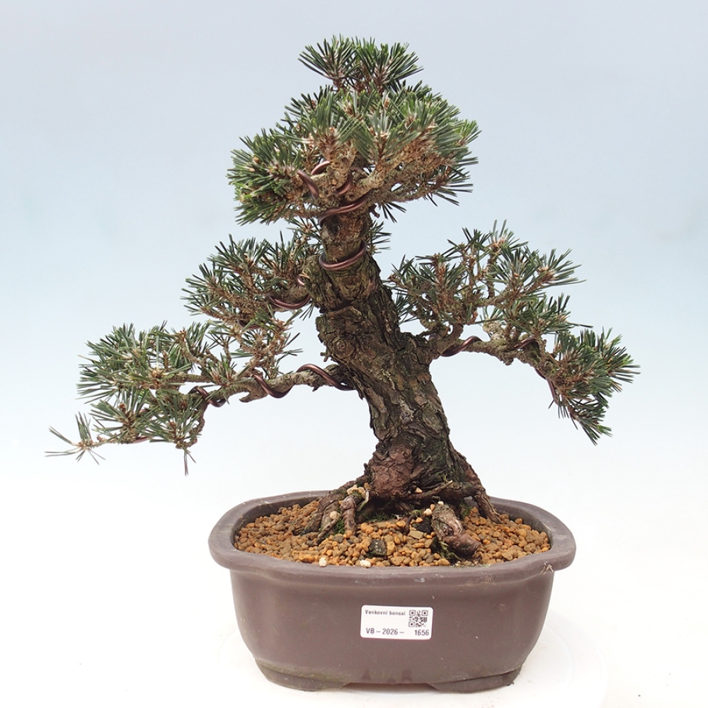 Bonsaï d'extérieur - Pinus thunbergii Kotobuki - Pin de Thunberg