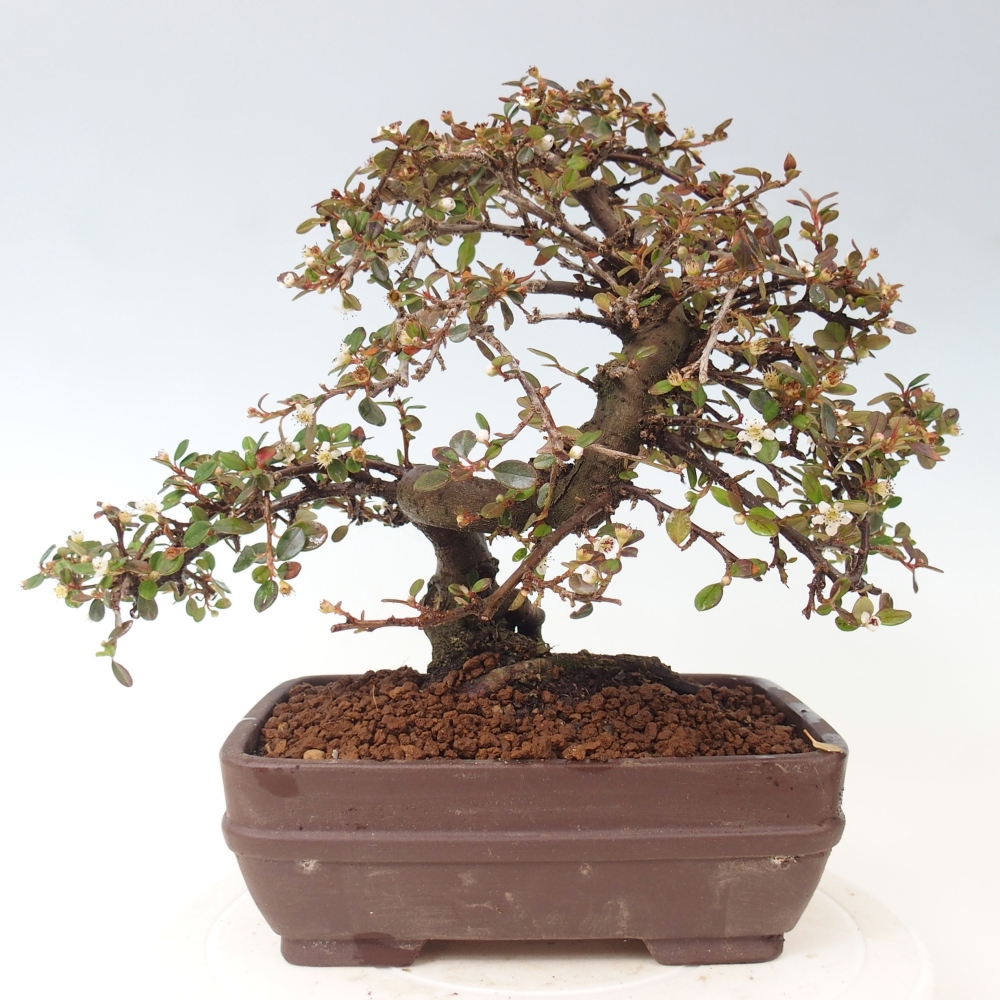 Bonsaï d'extérieur-Cotoneaster dammeri - Damer's Rock