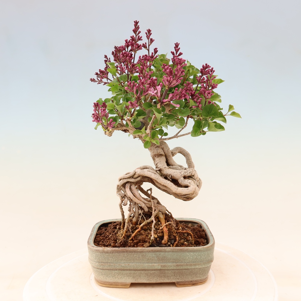 Bonsaï d'extérieur - Syringa microphylla - lilas à petites fleurs