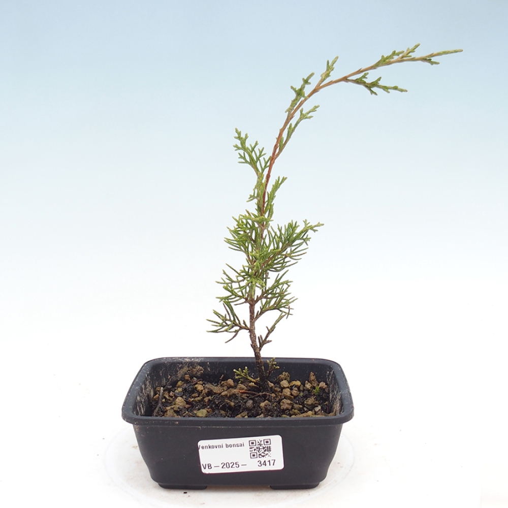Bonsaï d'extérieur - Juniperus chinensis Itoigawa