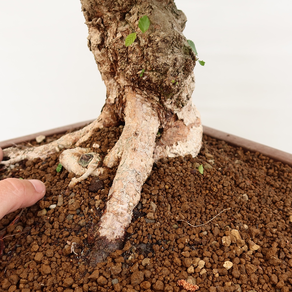 Bonsaï d'extérieur -Carpinus Coreana - Charme de Corée