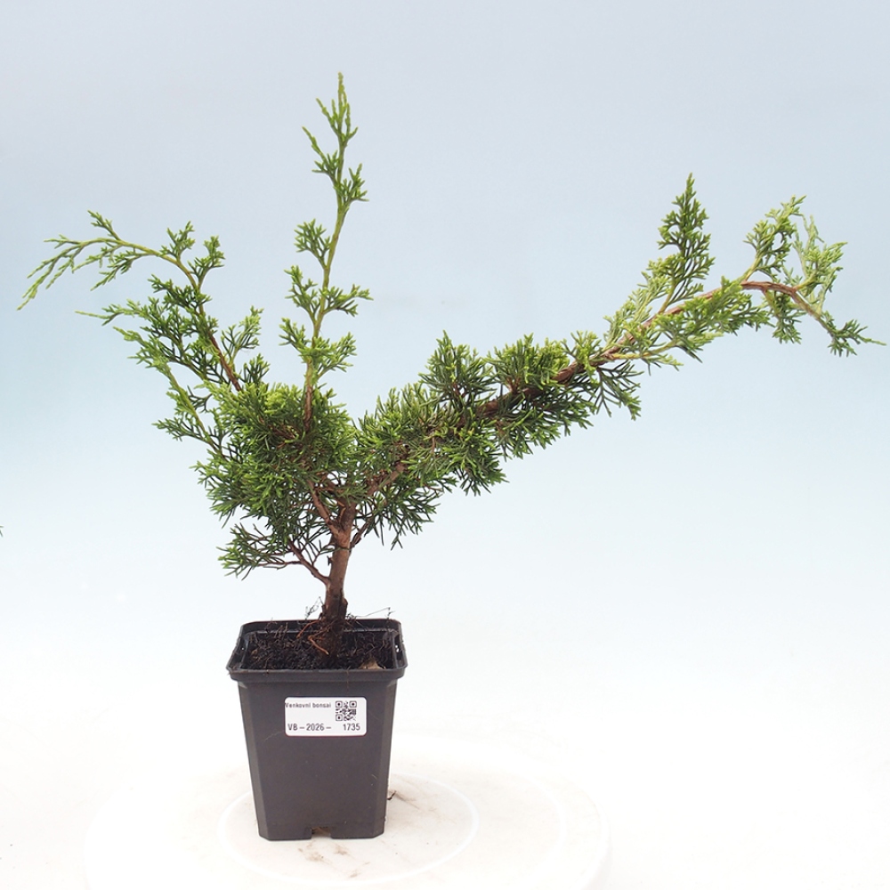 Bonsaï d'extérieur - Juniperus chinensis Itoigawa