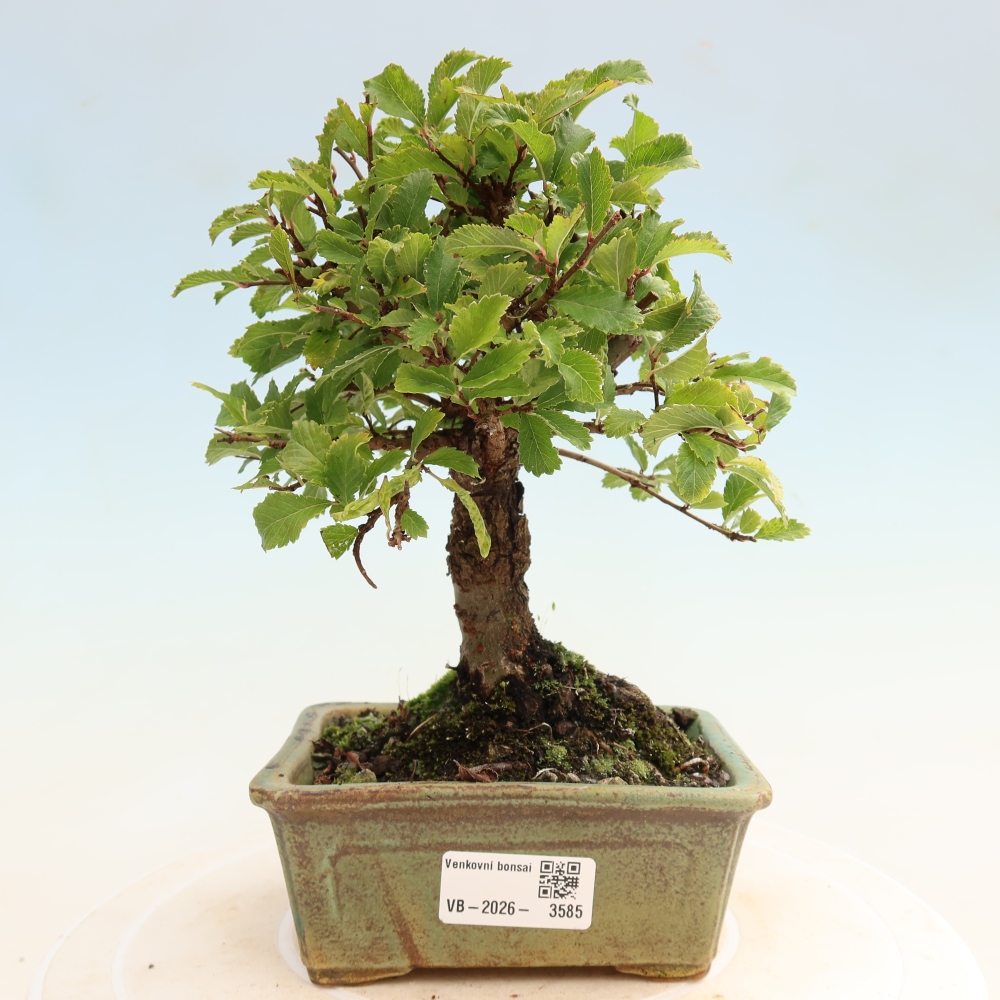 Bonsaï d'extérieur - Zelkova - Zelkova NIRE