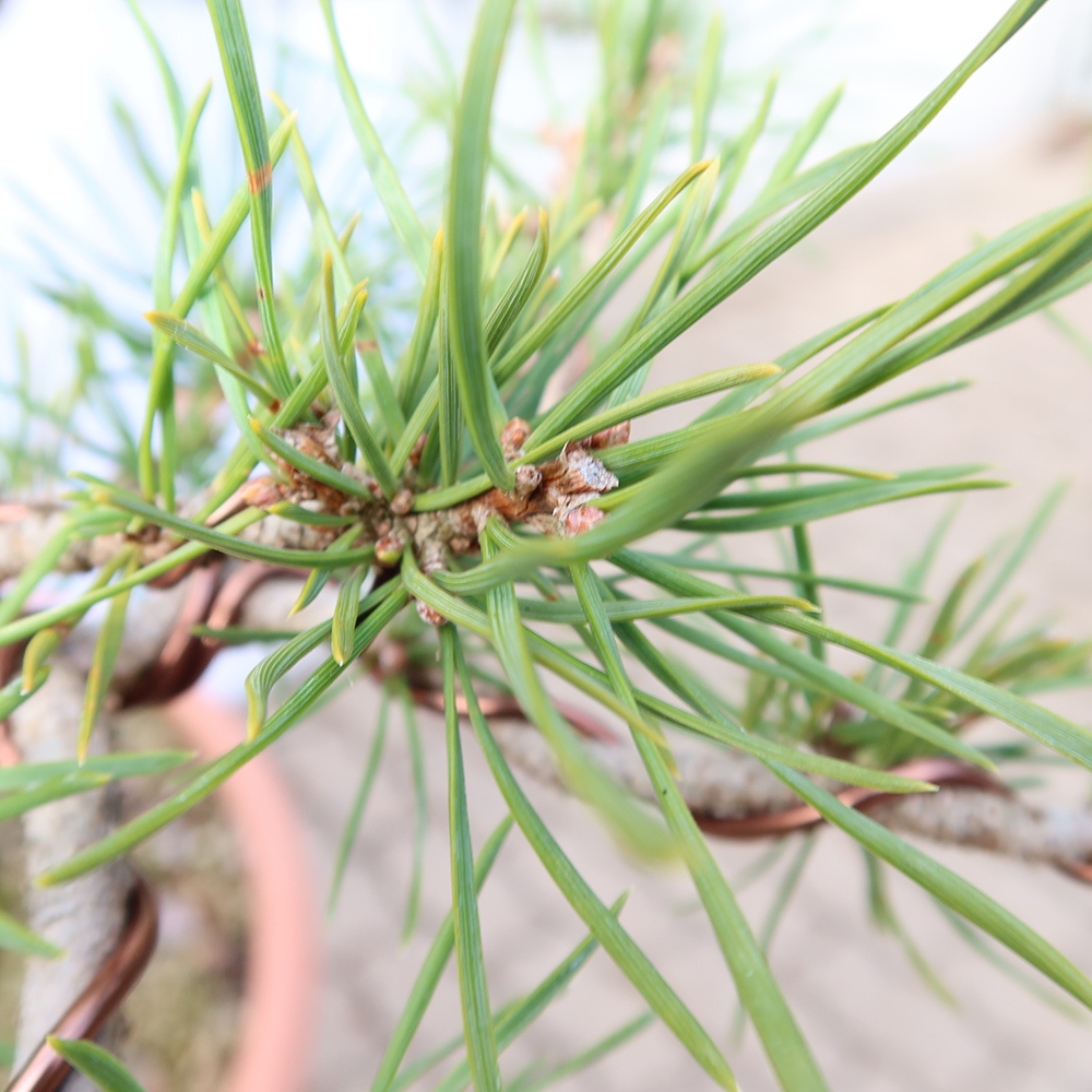 Pinus sylvestris Espagne - pin sylvestre
