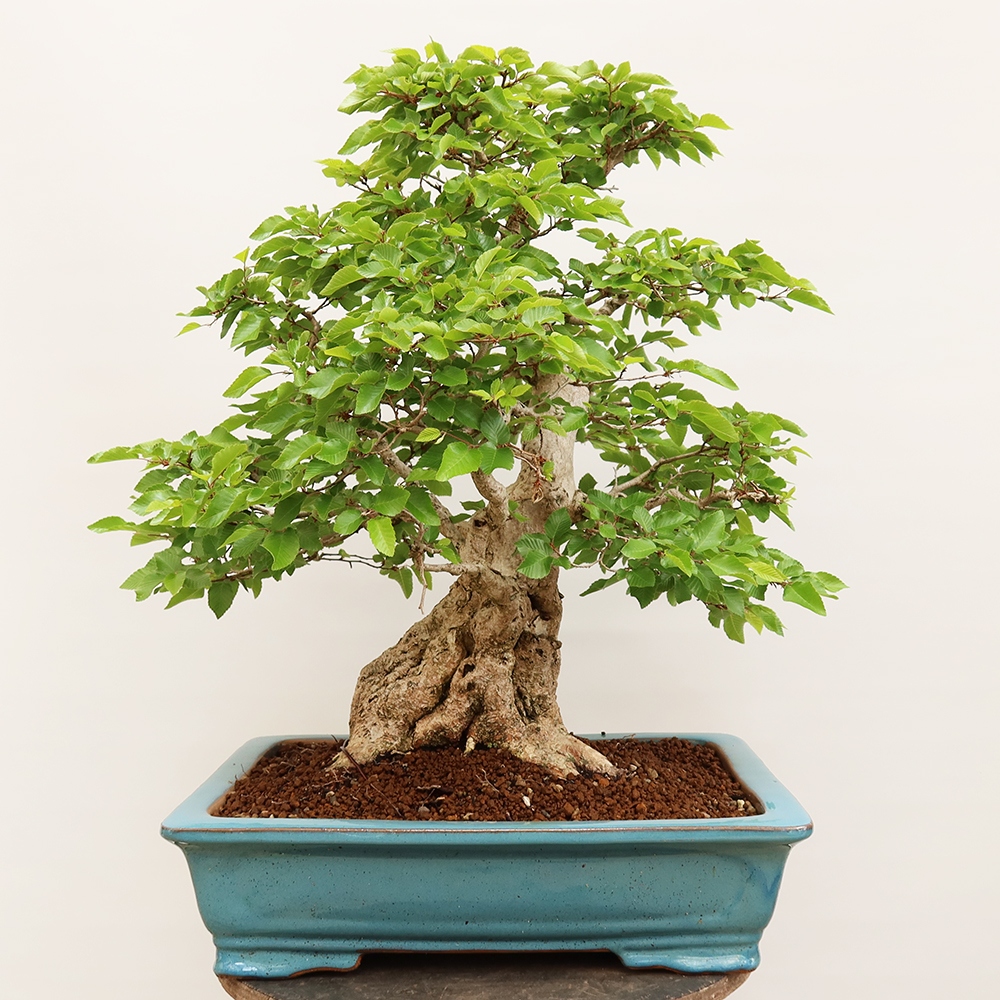 Bonsaï d'extérieur -Carpinus Coreana - Charme de Corée