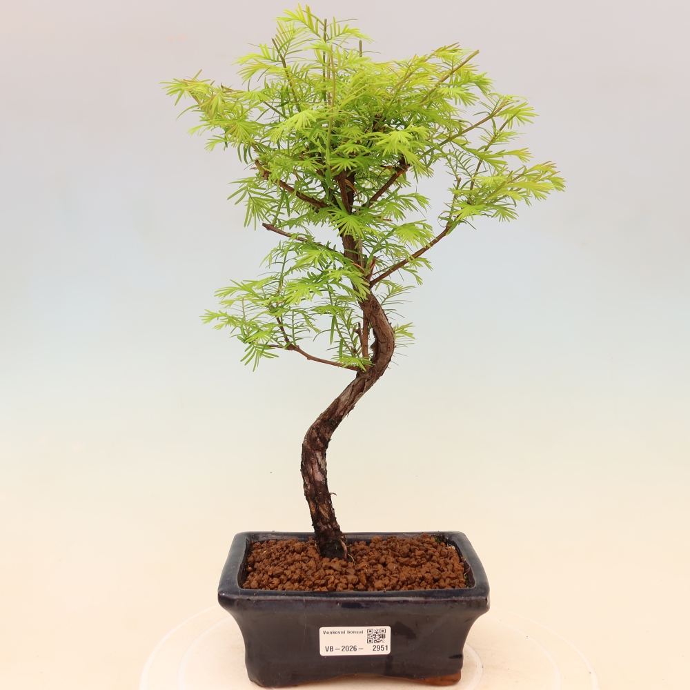 Bonsaï d'extérieur - Metasequoia glyptostroboides - Metasequoia chinois