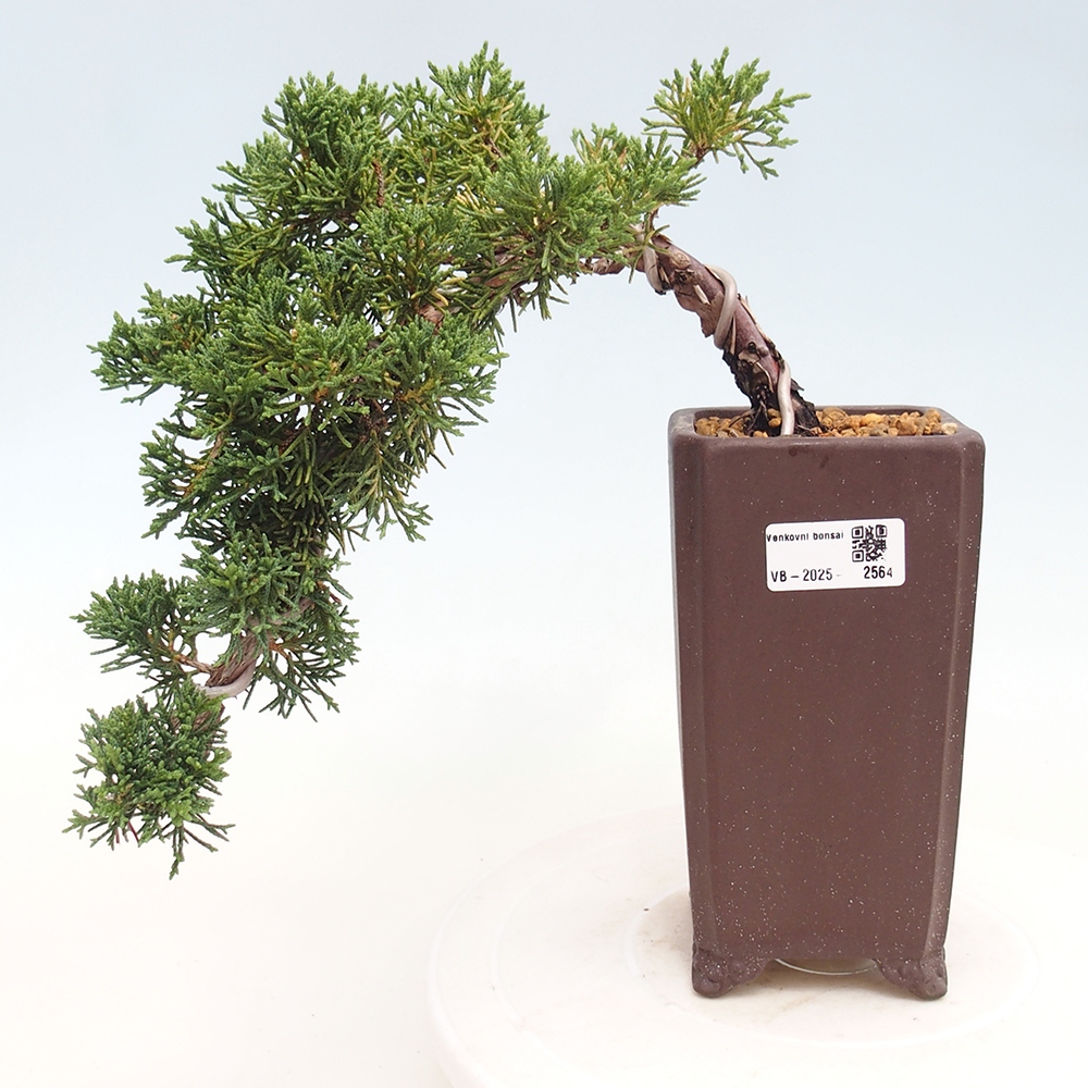 Bonsaï d'extérieur - Juniperus chinensis Kishu
