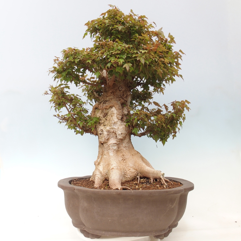 Bonsaï d'extérieur - Acer Buergerianum - Burger Maple