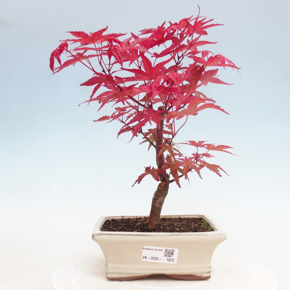 Bonsaï d'extérieur - Acer palmatum DESHOJO