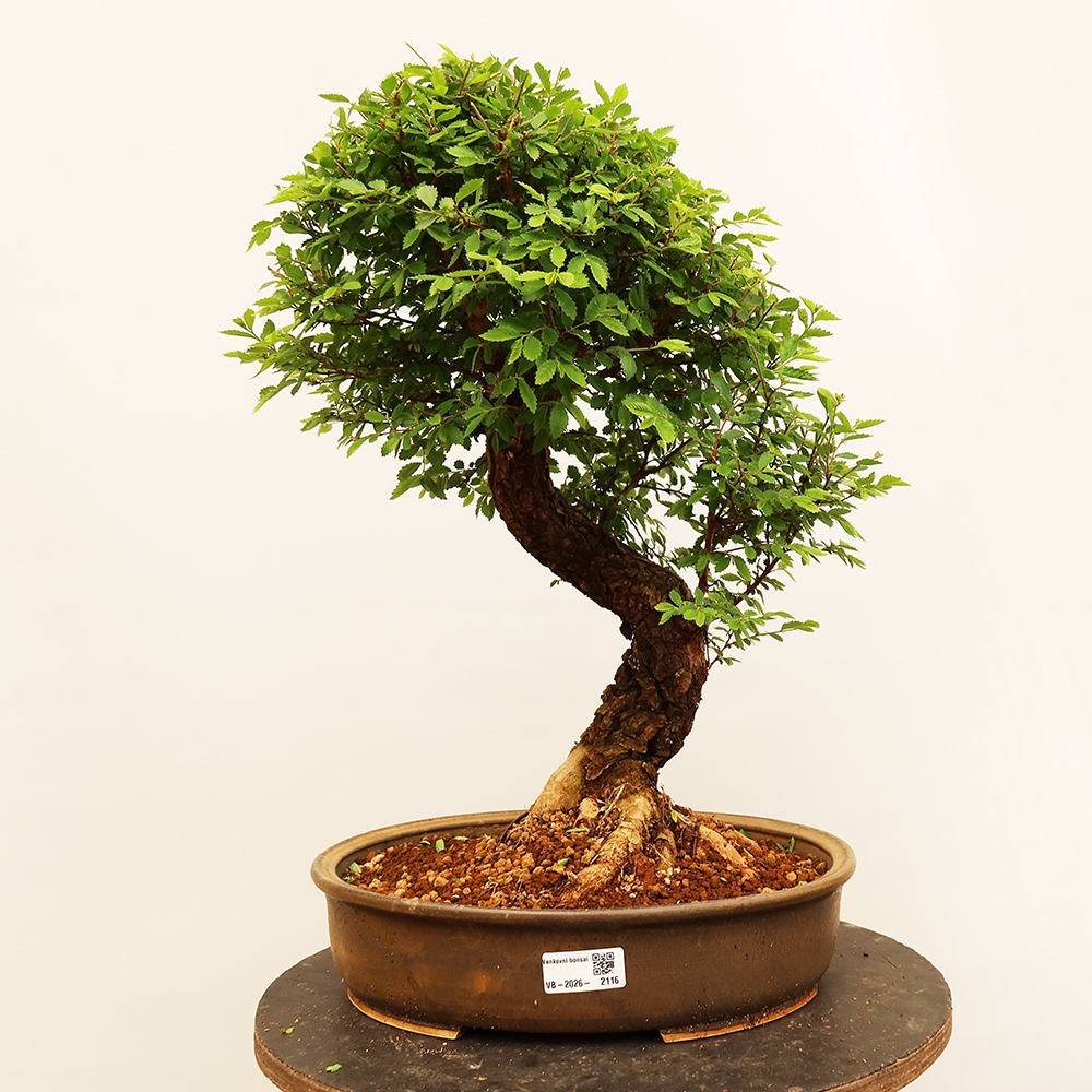 Bonsaï d'extérieur - Zelkova - Zelkova NIRE