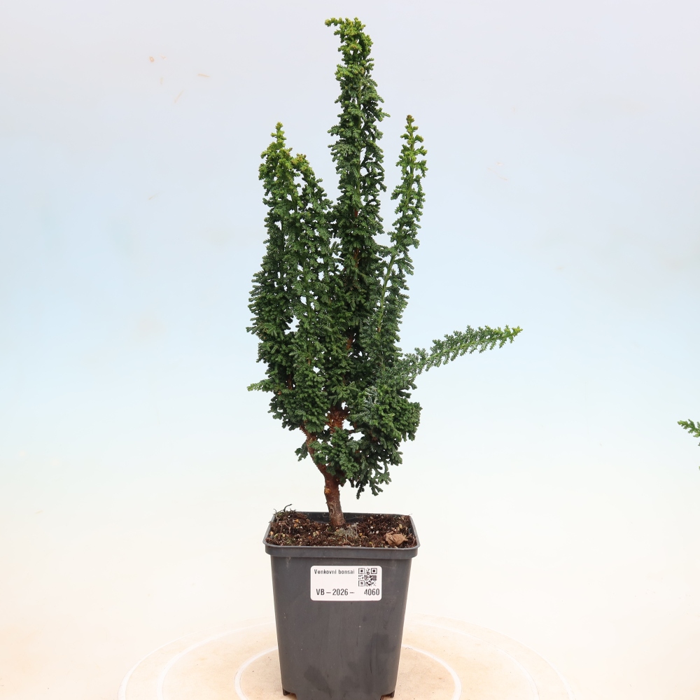 Bonsaï d'extérieur - Cham. obtusa SEKKA HINOKI - Cyprès