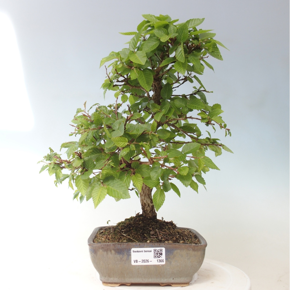 Bonsaï d'extérieur -Carpinus CARPINOIDES - Charme de Corée