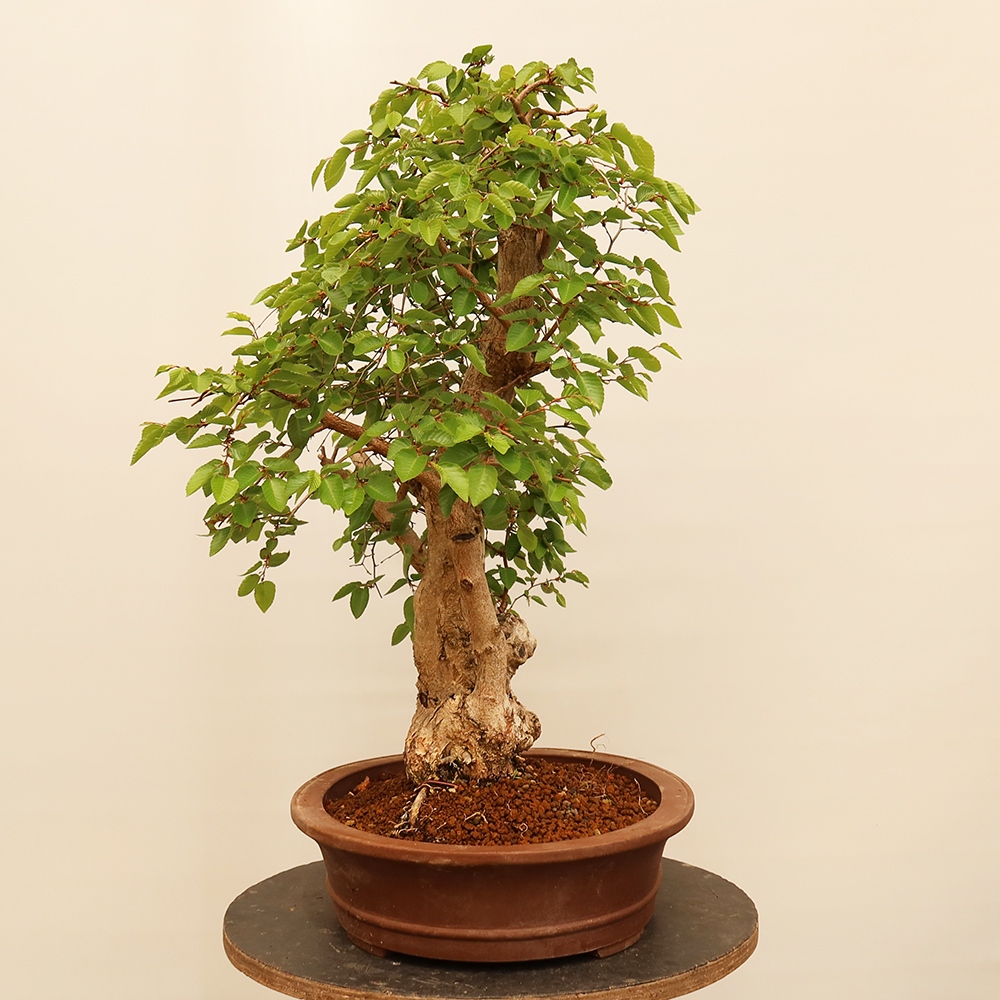Bonsaï d'extérieur -Carpinus Coreana - Charme de Corée