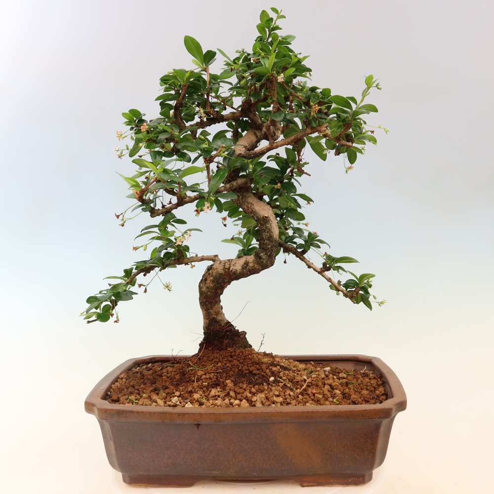 Bonsaï de chambre - Carmona macrophylla - Tea fuki