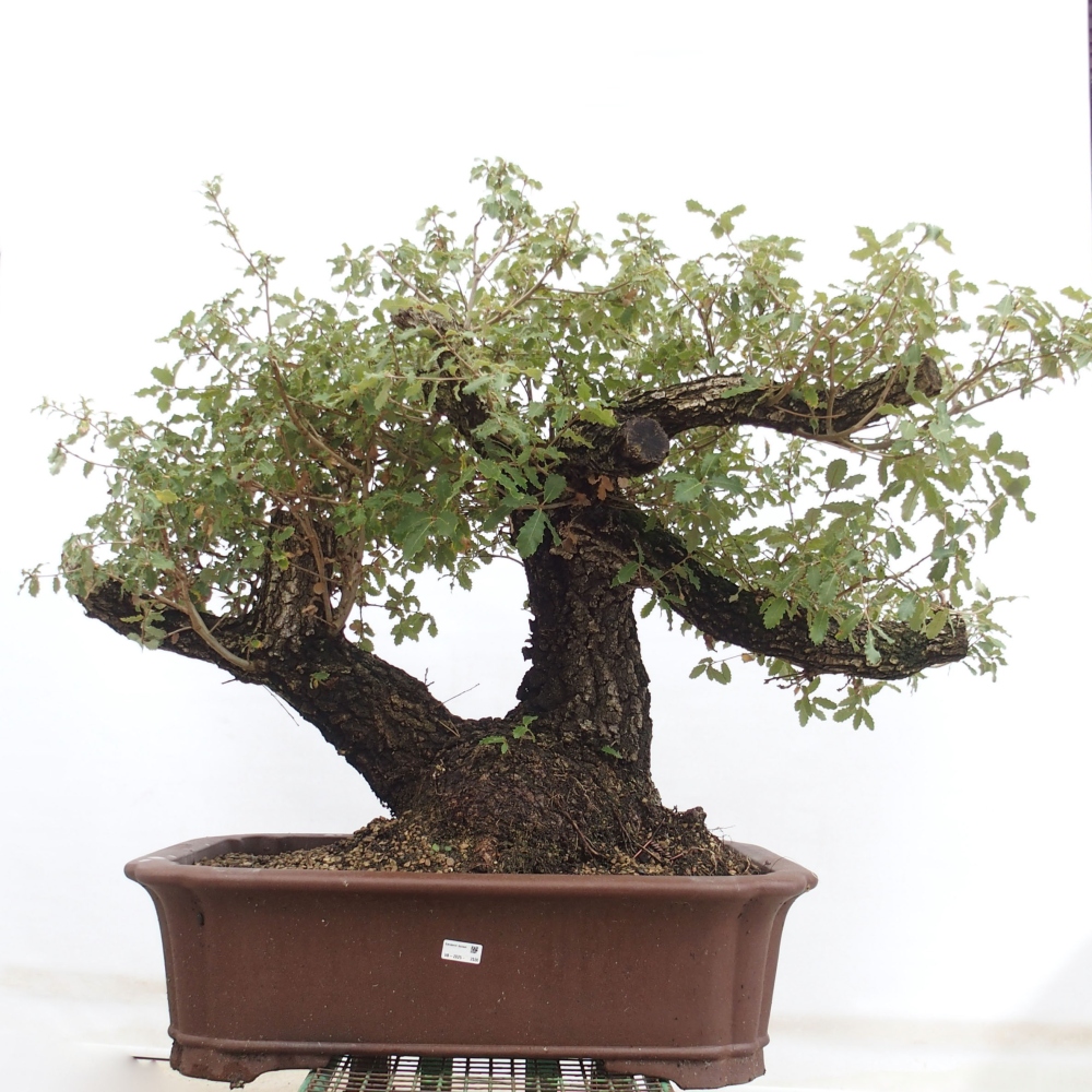 Yamadori - Quercus Ilex - Chêne vert