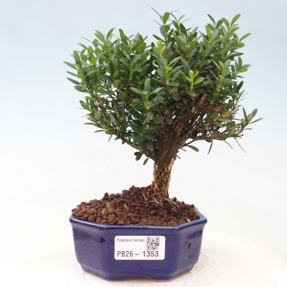 Bonsaï de chambre - Buxus harlandii - buxus liège