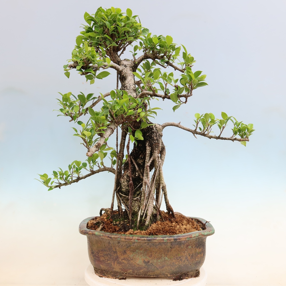 Salle bonsaï - Ficus kimmen - ficus à petites feuilles