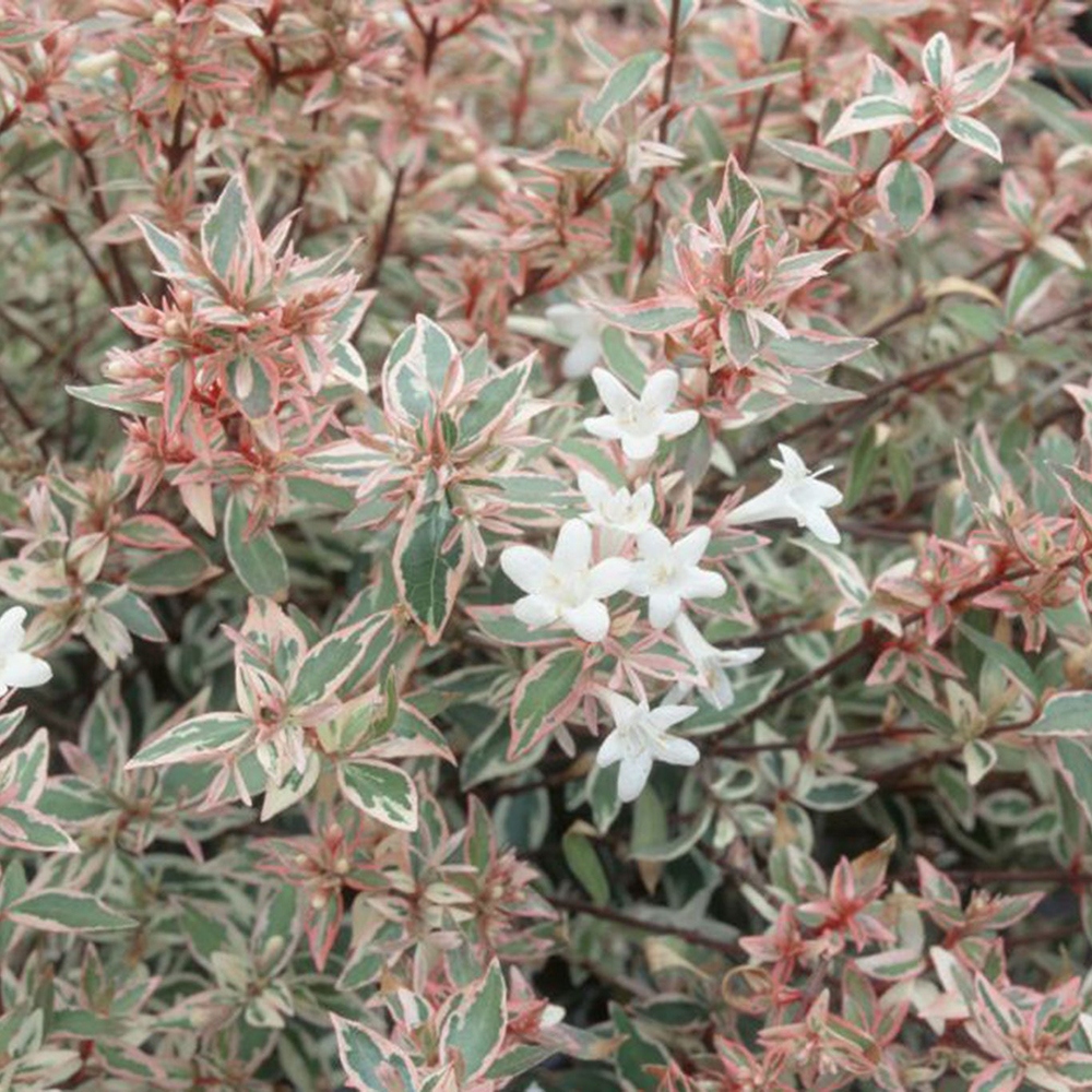 Bonsaï d'extérieur - Abelia gr. Confetti - Abélie à grandes fleurs