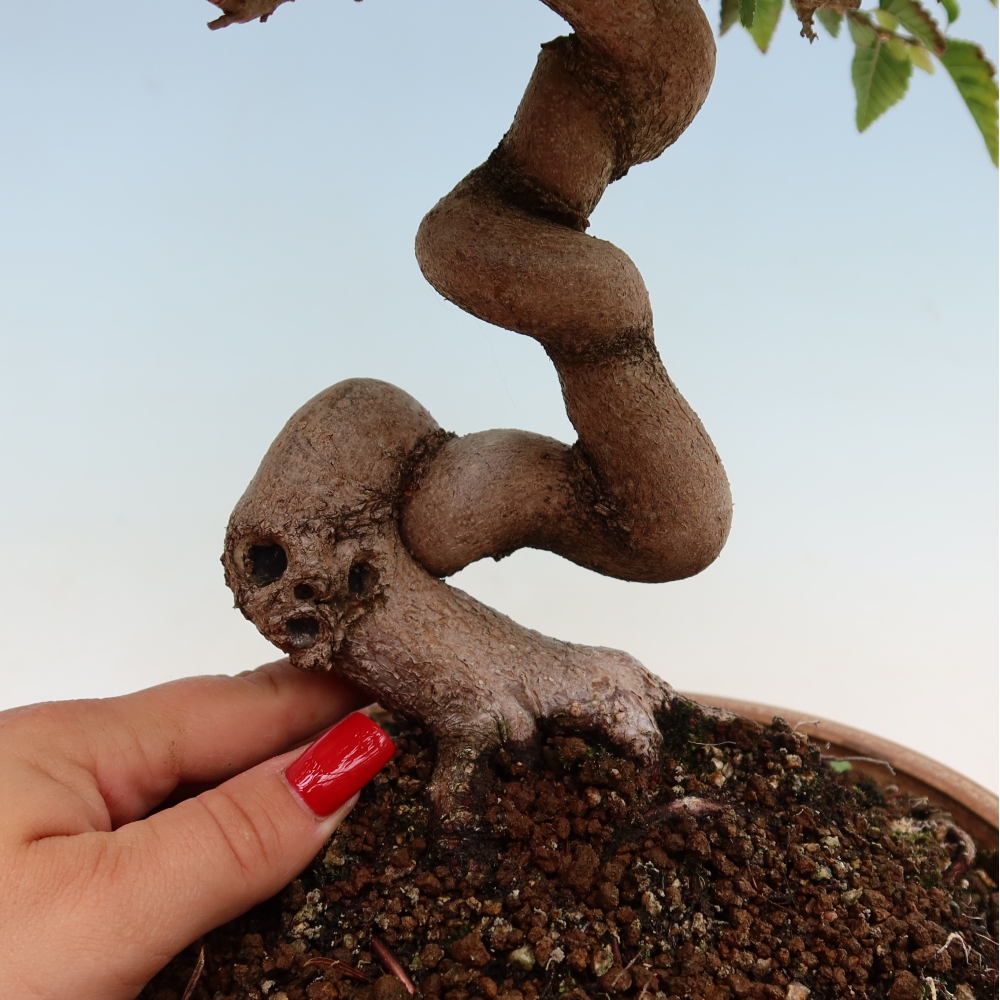 Bonsaï d'extérieur -Carpinus Coreana - Charme de Corée