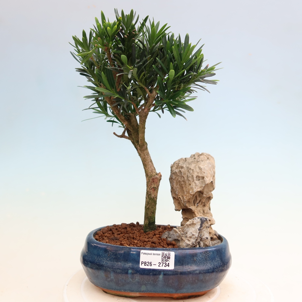 Salle bonsaï - Podocarpus - If en pierre