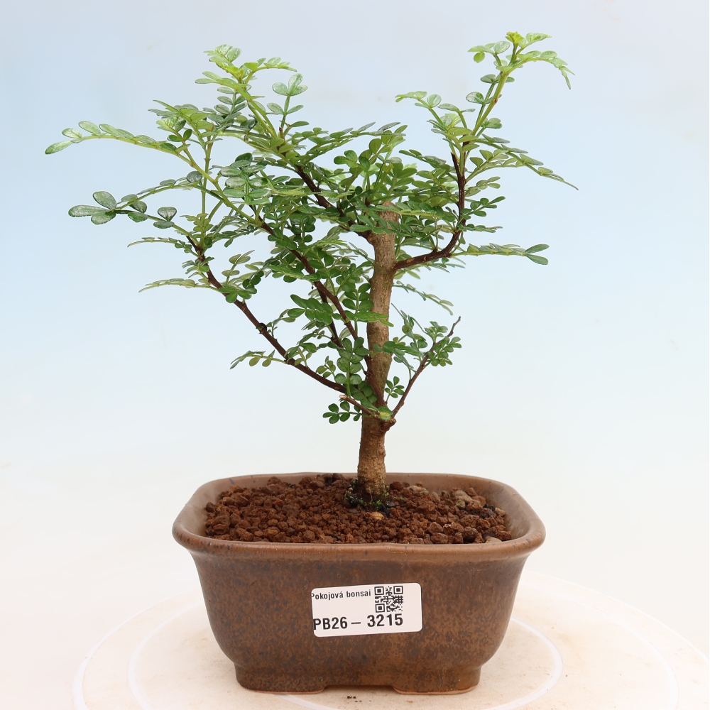Salle bonsaï - Zantoxylum piperitum - arbre à poivre