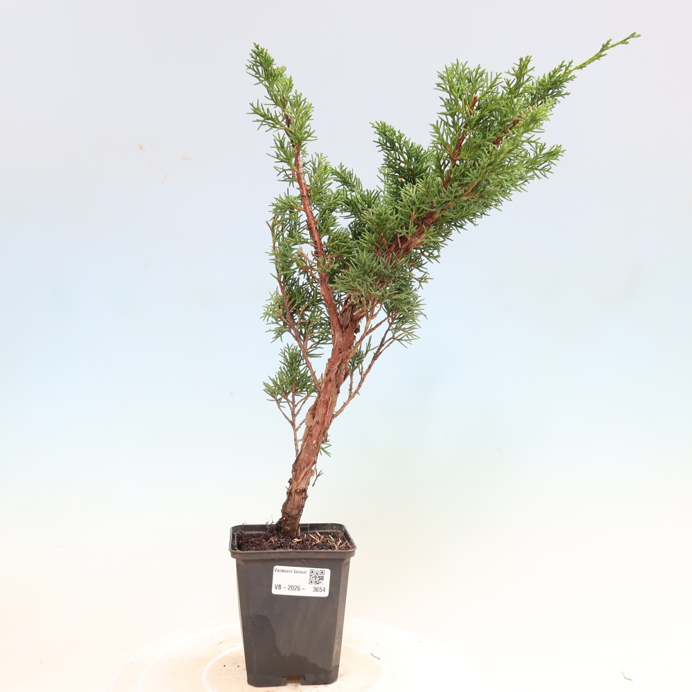 Bonsaï d'extérieur - Juniperus chinensis Kishu