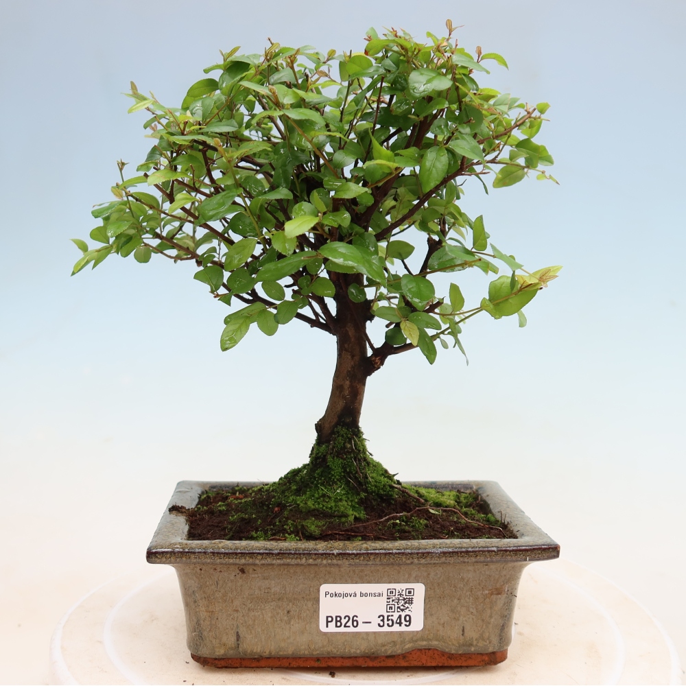 Bonsaï de chambre - Sageretia thea - Sageretia thea