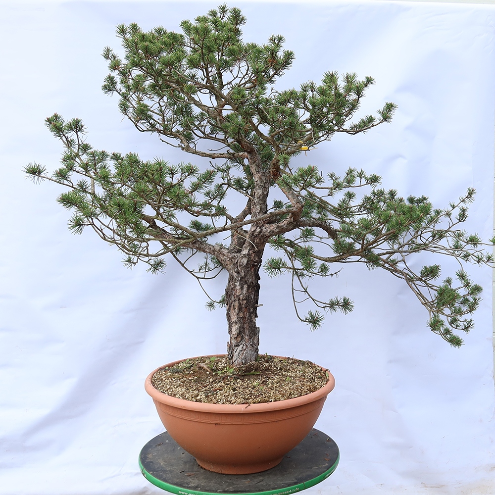 Pinus sylvestris Espagne - pin sylvestre