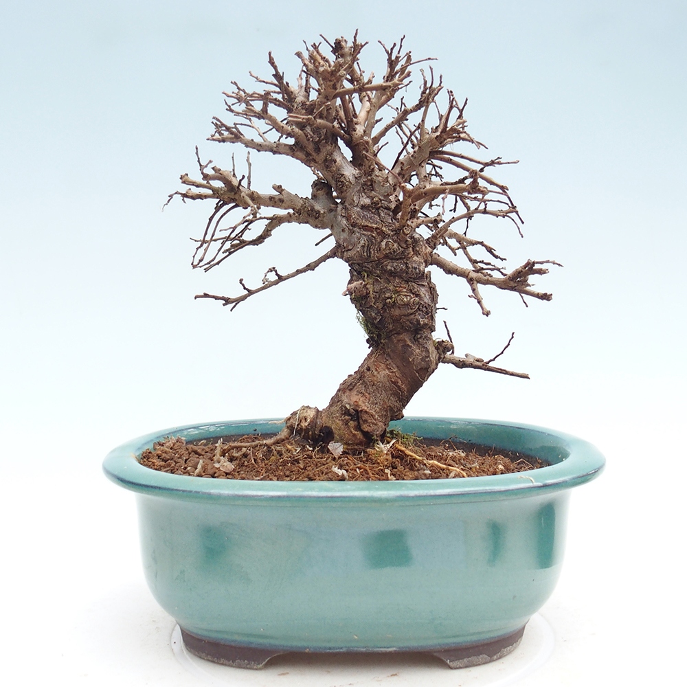 Bonsaï d'extérieur - Zelkova - Zelkova NIRE