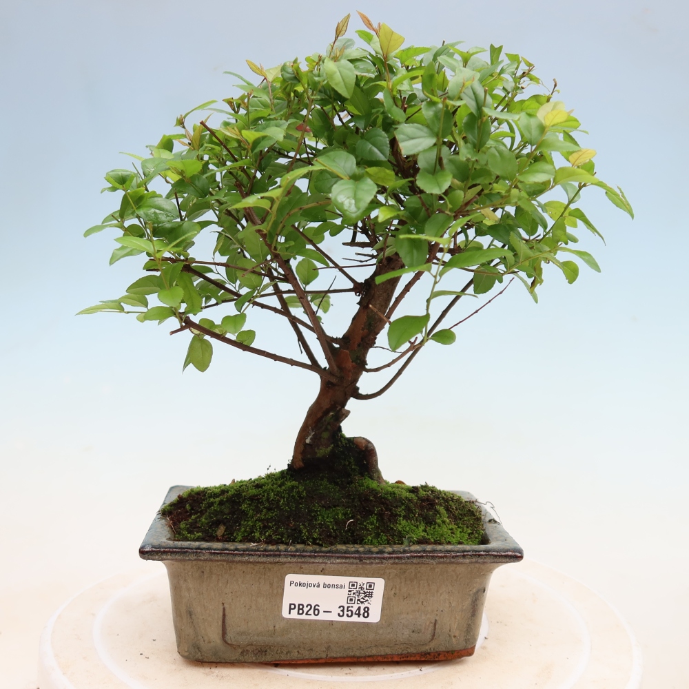 Bonsaï de chambre - Sageretia thea - Sageretia thea