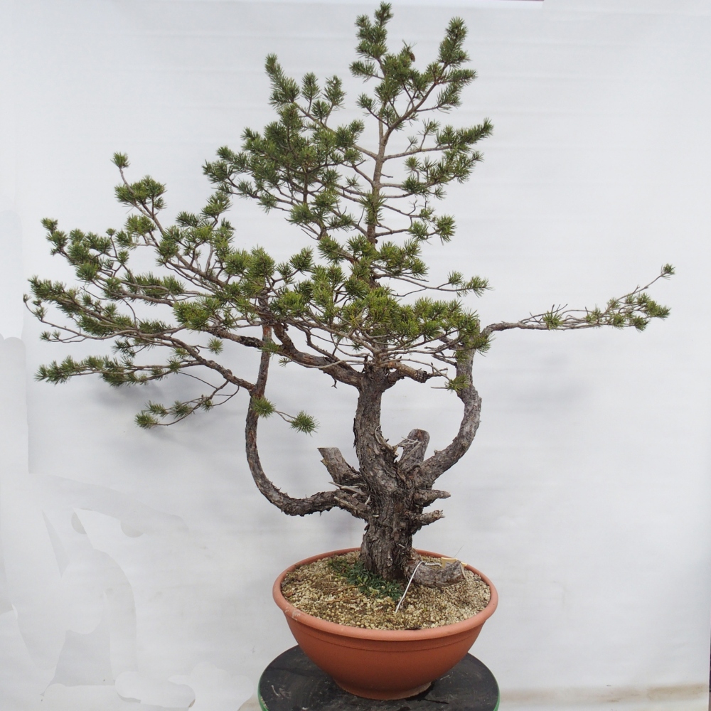 Yamadori - Pinus sylvestris Espagne