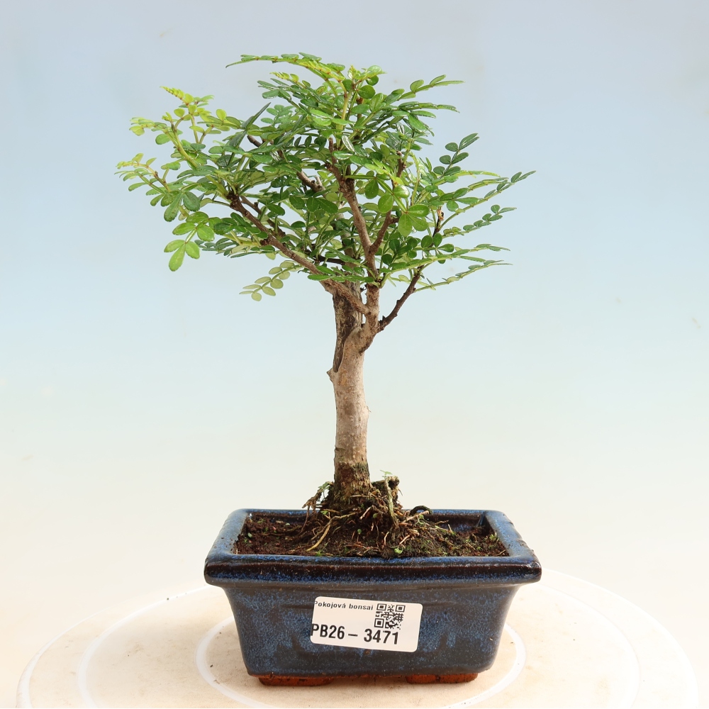 Salle bonsaï - Zantoxylum piperitum - arbre à poivre