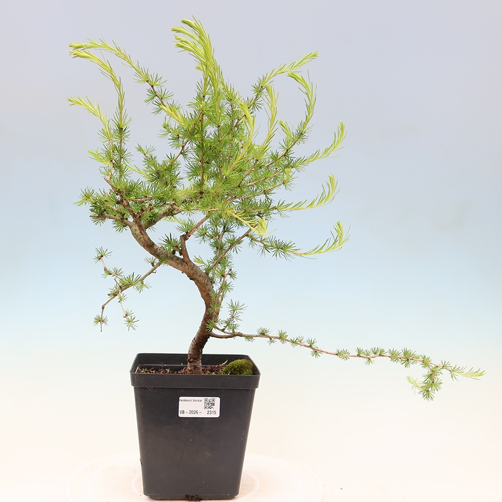 Bonsaï d'extérieur -Larix decidua - Mélèze