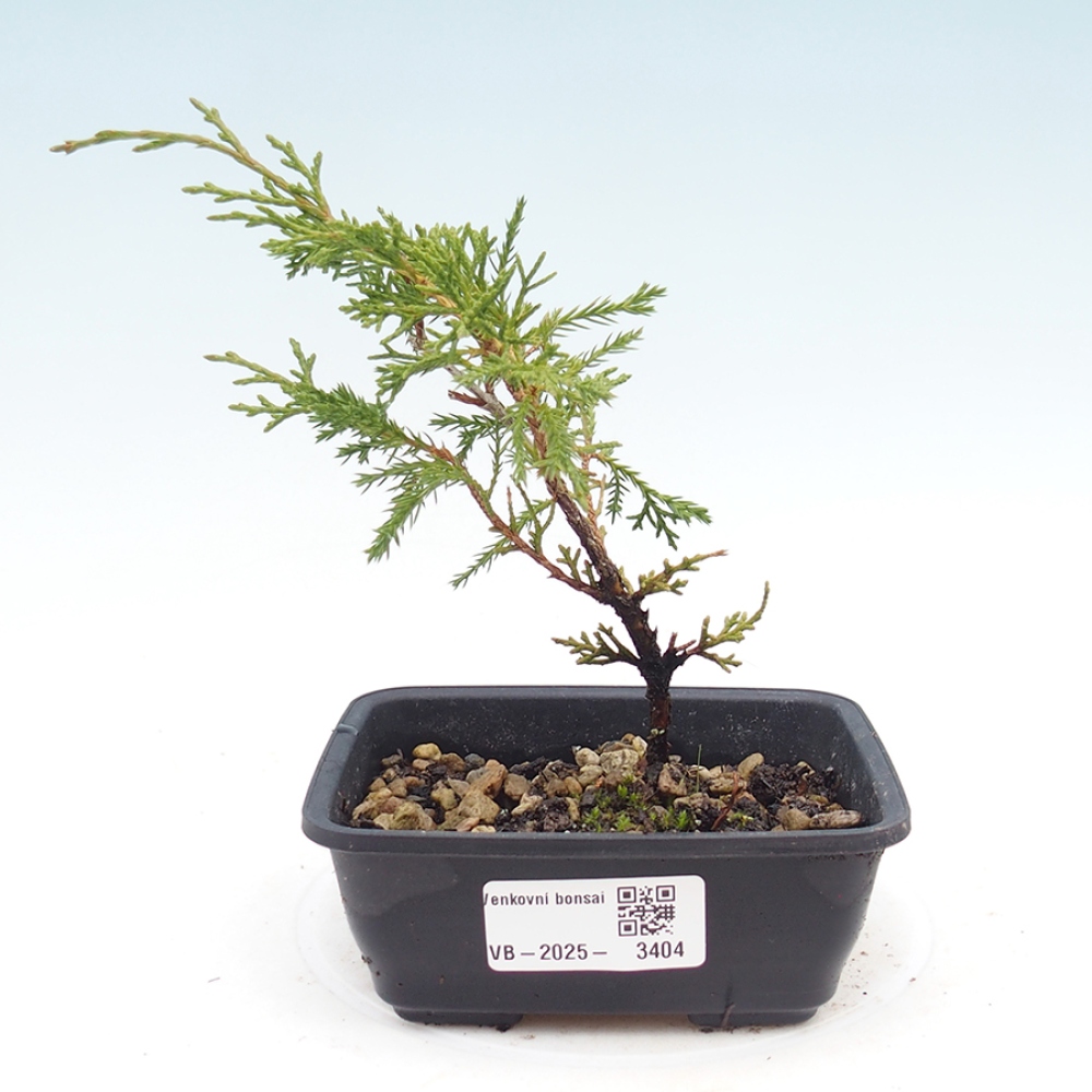 Bonsaï d'extérieur - Juniperus chinensis Itoigawa