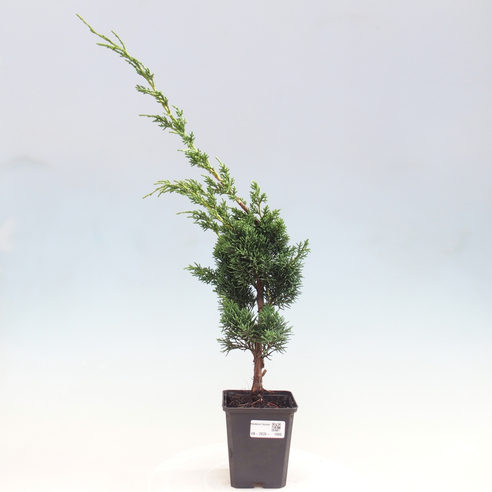 Bonsaï d'extérieur - Juniperus chinensis Kishu