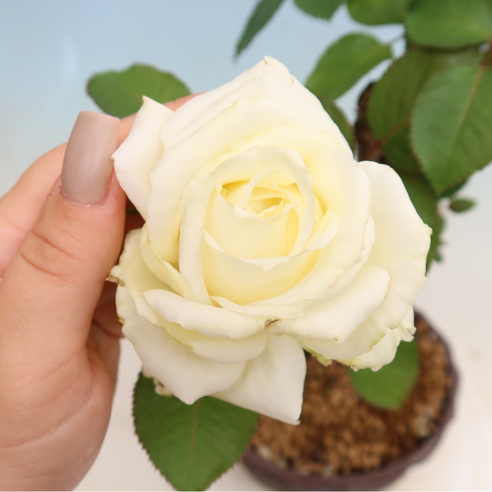 Bonsaï d'extérieur - Rosa Kordes - rose