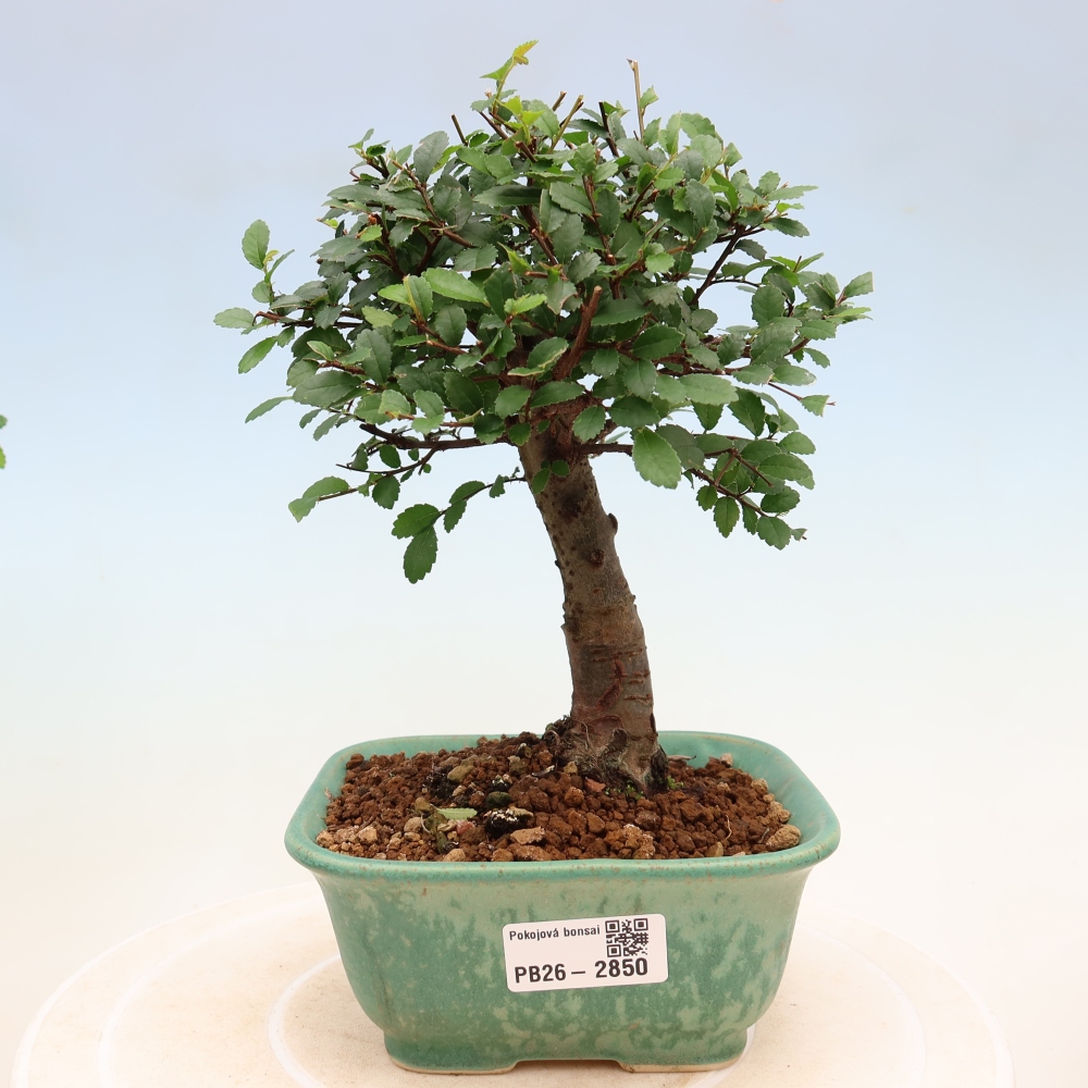 Bonsaï de chambre - Ulmus parvifolia - Orme à petites feuilles