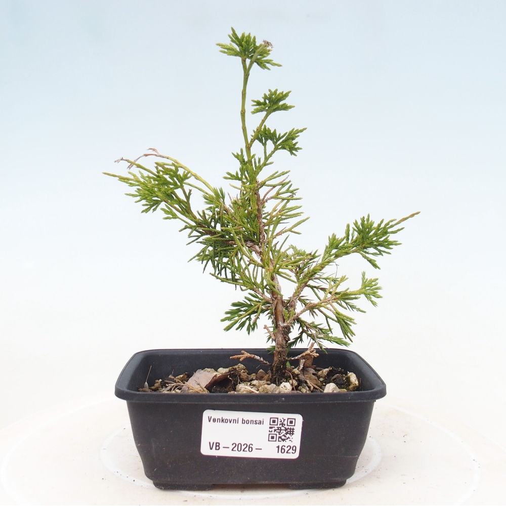Bonsaï d'extérieur - Juniperus chinensis Itoigawa