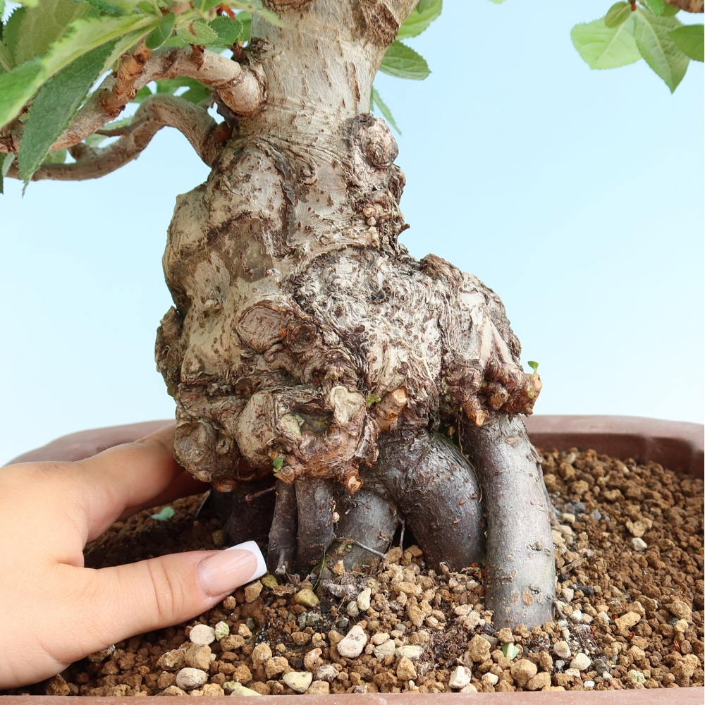 Bonsaï d'extérieur - Photinia villosa