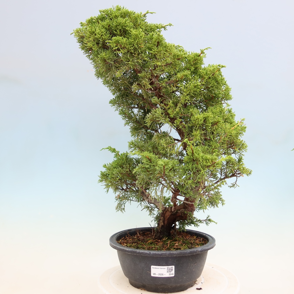 Bonsaï d'extérieur - Juniperus chinensis Itoigawa-Juniperus chinensis
