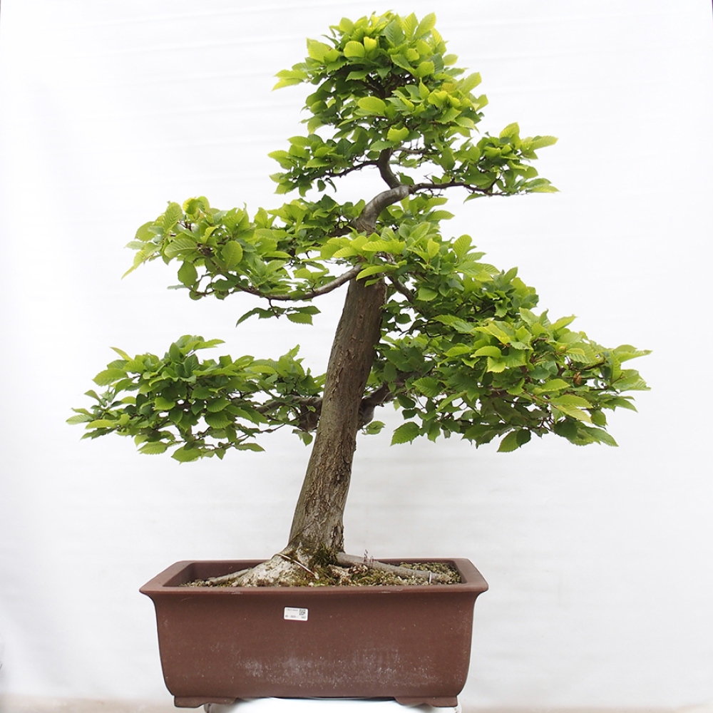 Bonsaï d'extérieur - Charme - Carpinus betulus