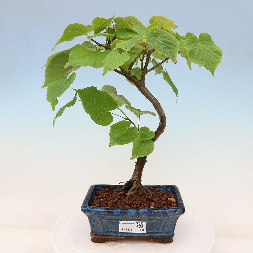Bonsaï d'extérieur - Tilleul à feuilles cordées - Tilia cordata