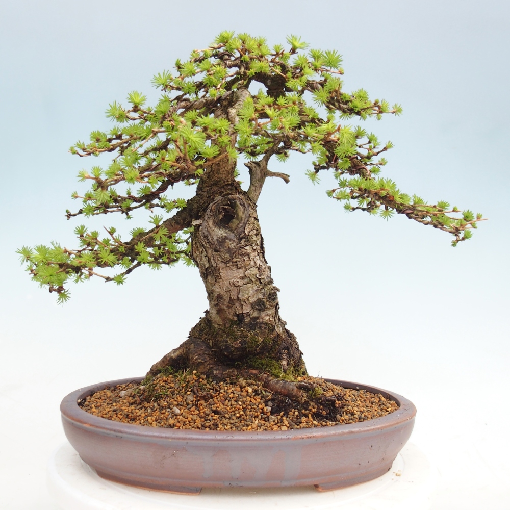Bonsaï d'extérieur -Larix decidua - Mélèze