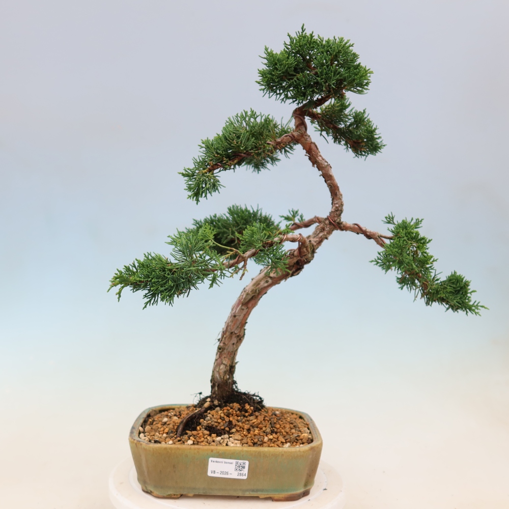 Bonsaï d'extérieur - Juniperus chinensis Kishu