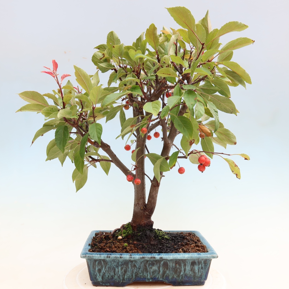 Bonsaï d'extérieur -Malus domestica - Pommier à petits fruits et à feuilles rouges