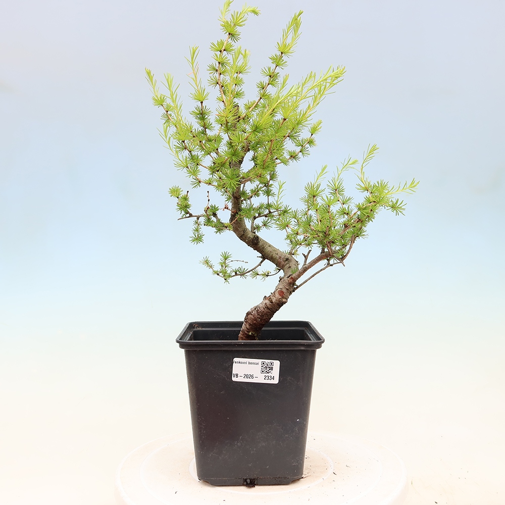 Bonsaï d'extérieur -Larix decidua - Mélèze