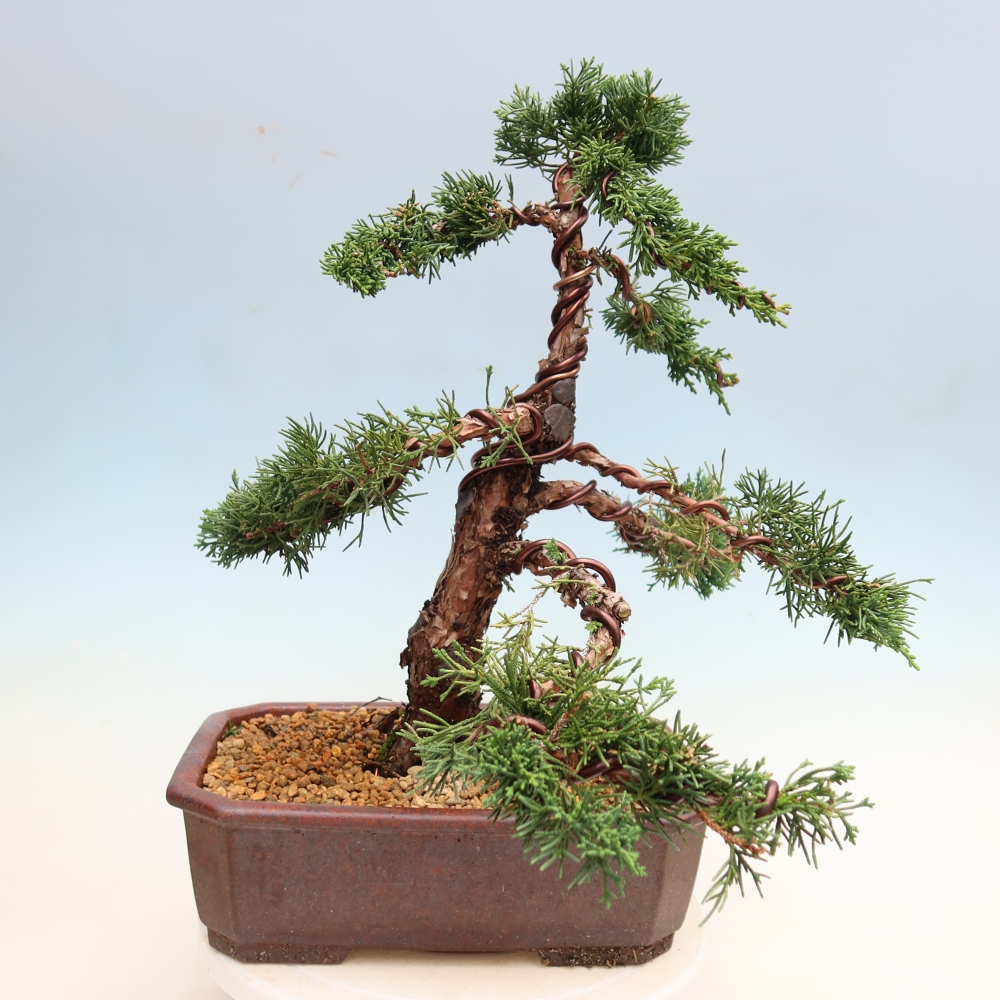 Bonsaï d'extérieur - Juniperus chinensis Kishu