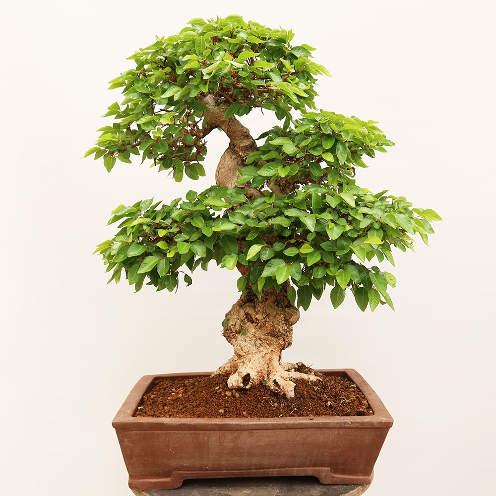 Bonsaï d'extérieur -Carpinus Coreana - Charme de Corée